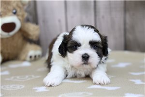 Bard - puppy for sale