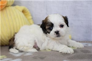 Stephanie - Shih Tzu for sale