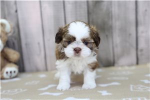 Misty - Shih Tzu for sale