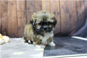 Vinny - puppy for sale