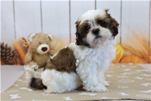 Dallas - Shih Tzu for sale