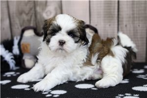 Missy - puppy for sale