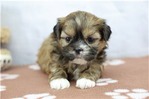 Vinny - Shih Tzu for sale