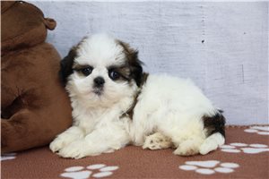Jessica - Shih Tzu for sale