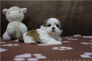 Farrah - puppy for sale