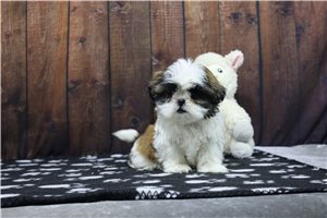 Fozzy - puppy for sale