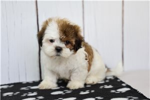 Connie - Shih Tzu for sale