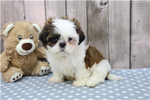 Tori - Shih Tzu for sale