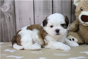 Theo - Shih Tzu for sale