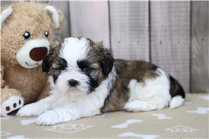 Mister - Shih Tzu for sale