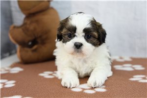 Bonnie - Shih Tzu for sale