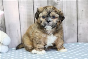 Vinny - Shih Tzu for sale