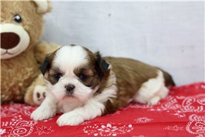 Trixie - puppy for sale