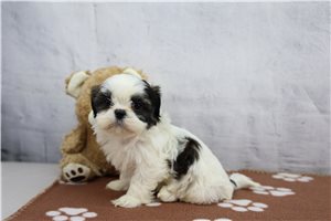 Dakota - Shih Tzu for sale