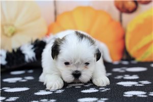 Harmony - puppy for sale