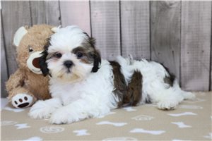 Bernadette - Shih Tzu for sale