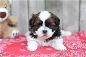Oliver - Shih Tzu for sale