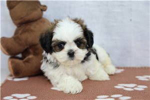 Tyler - Shih Tzu for sale
