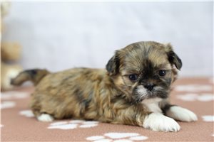 Veronica - Shih Tzu for sale