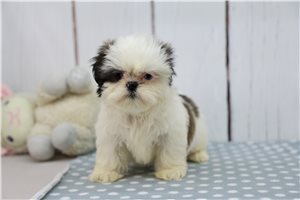 Daisy - Shih Tzu for sale