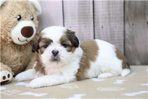 Teddy - Shih Tzu for sale