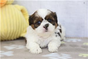 Tori - puppy for sale