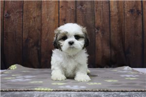 Daniel - puppy for sale