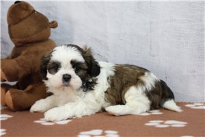 Bard - Shih Tzu for sale