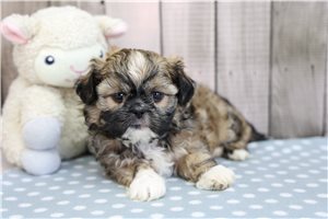 Victor - Shih Tzu for sale
