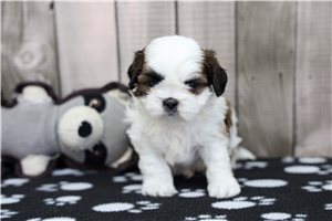 Matches - Shih Tzu for sale