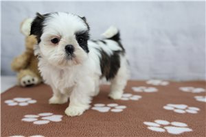 Dahlia - Shih Tzu for sale
