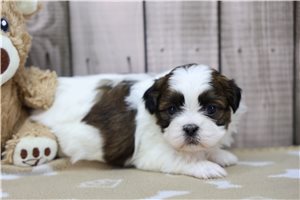 Bonnie - puppy for sale