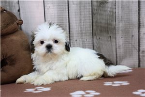 Harmony - Shih Tzu for sale