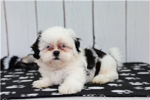 Denver - puppy for sale