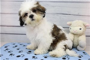Bernadette - Shih Tzu for sale