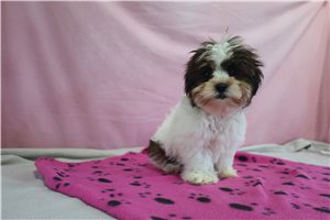 Wendy - Shorkie for sale