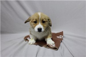 Waverly - puppy for sale