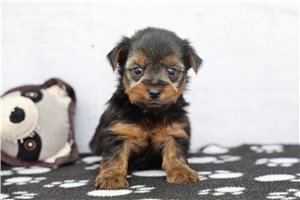 James - Yorkshire Terrier - Yorkie for sale