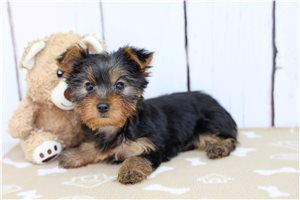 Archie - Yorkshire Terrier - Yorkie for sale
