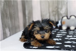 Sophie - Yorkshire Terrier - Yorkie for sale