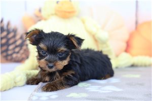 Jaxon - Yorkshire Terrier - Yorkie for sale