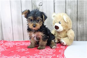 Veronica - Yorkshire Terrier - Yorkie for sale