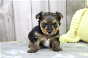 Bree - Yorkie for sale