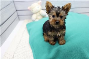 Horace - Yorkshire Terrier - Yorkie for sale