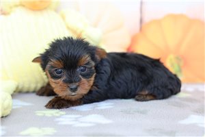 Jillian - Yorkshire Terrier - Yorkie for sale