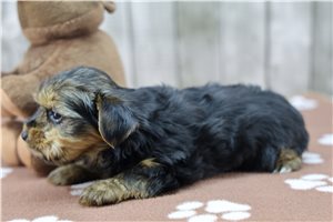 Reid - Yorkshire Terrier - Yorkie for sale