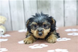 Sean - puppy for sale