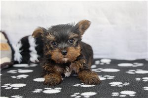 Arkin - Yorkshire Terrier - Yorkie for sale