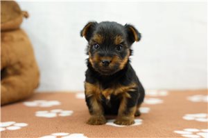 Vulcan - puppy for sale