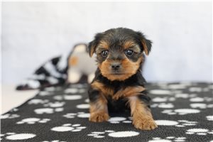 Sherri - puppy for sale